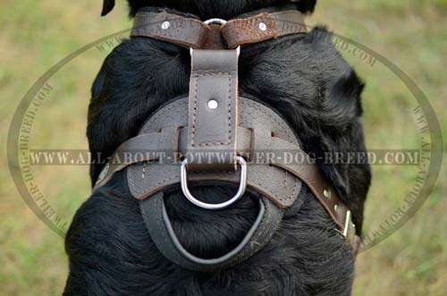 Back Plate with Handle and D-Ring of Training Leather Dog Harness