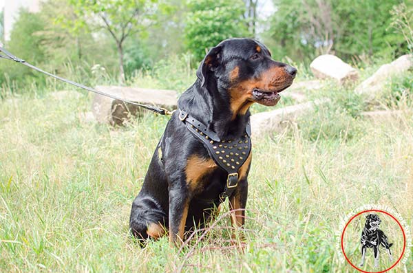 Rottweiler leather-harness padded with spikes daily-activity