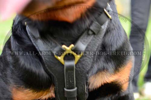 Exclusive Design Chest Plate of Leather Dog Harness