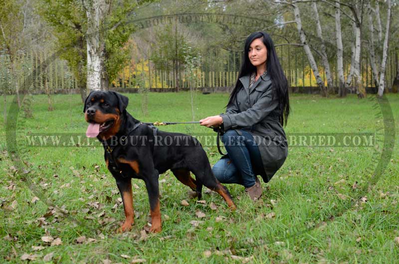 Order Now Genuine Leather Rottweiler Harness | Brass Fittings