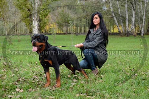 Excellent Rottweiler Leather Harness