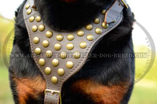 Exclusive Leather Canine Harness for Your Rottweiler