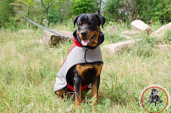 Dog coat for Rottweiler walking