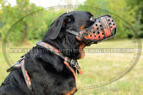 Rottweiler Agitation Training Leather Muzzle