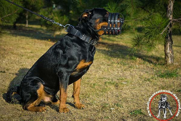 Leather basket muzzle for Rottweiler with free air flow
