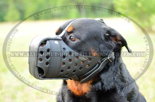 Rottweiler wearing Strong Muzzle