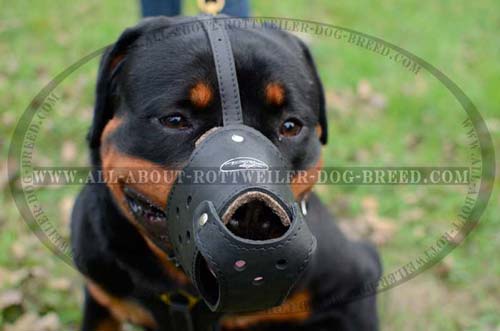 Perfectly Adjustable Leather Dog Muzzle for Rottweiler