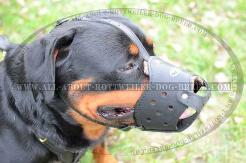 Well Ventilated Leather Dog Muzzle for Rottweiler Walking