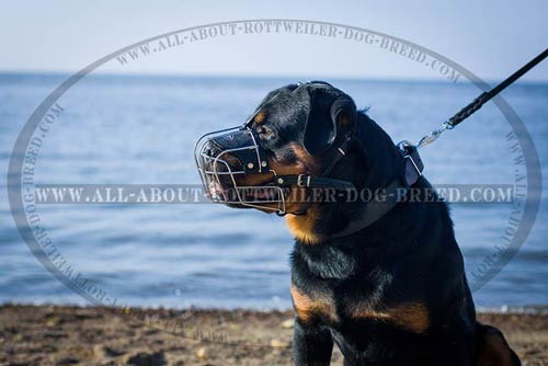 Well Ventilated Metal Wire Cage Dog Muzzle for Rottweiler