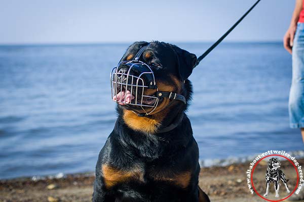 Rottweiler wire-basket-muzzle high-quality nickel-plated-hardware daily-activity