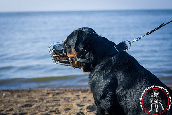 Wire cage Rottweiler muzzle with leather straps 