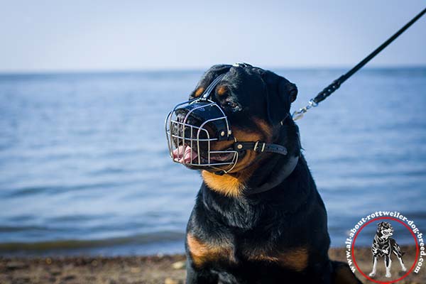 Easy-to-breath wire cage muzzle for Rottweiler