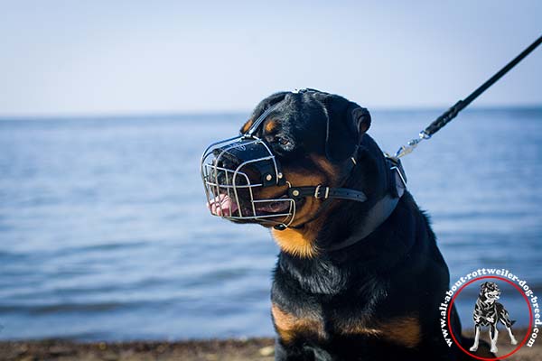 Wire dog muzzle for Rottweiler with nose padding