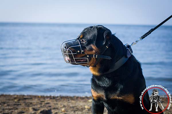 Wire dog muzzle for Rottweiler with padded leather lining