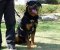 Adjustable Lightweight Leather Rottweiler Harness for Tracking