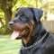 Rottweiler Training Choke Dog Collar- Chain Collar Dog Collar