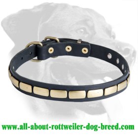 Rottweiler Classy Leather Collar With Plates