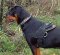 All Weather dog harness for tracking/pulling Designed for Rottie