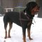 Rottweiler dog harness for training , tracking, walking