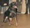 Rottweiler Training/Police Dog Harness