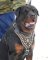 Royal Studded Leather Rottweiler Harness