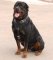 Classic Leather Rottweiler Harness for Attack Training and Everyday Walking