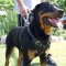 Rottweiler Leather Dog Harness - Padded Chest Harness