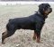 Custom Leather Training Dog Collar with Handle for Rottweiler