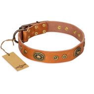 'Dandy Pet' FDT Artisan Handcrafted Tan Leather Rottweiler Dog Collar