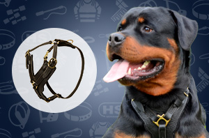 Rottweiler harness