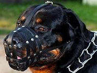 rottweiler leather dog muzzle