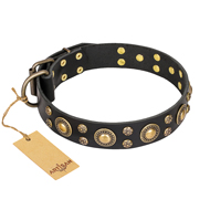 'Baroque Chic' FDT Artisan Studded Leather Dog Collar for Rottweiler Daily Walking