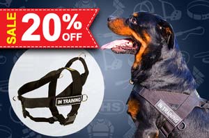 Nylon dog harness