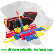 Rottweiler Must-Have Training Set for Maximum Effectiveness Rottweiler Must-Have Training Set for Maximum Effectiveness
