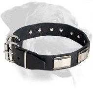 Rottweiler Leather Collar with nickel plates