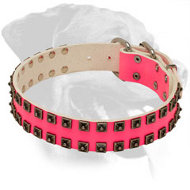 Pink Leather Rottweiler Collar for Walking in Style Pink Leather Rottweiler Collar for Walking in Style