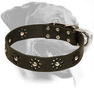 Fancy Leather Rottweiler Collar for Walking in Style