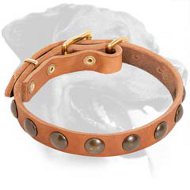 Light-Weight Leather Rottweiler Collar with Half Ball Brass Studs