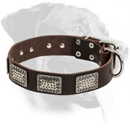 Rottweiler Everyday Collar for Great Dog Appearance Rottweiler Everyday Collar for Great Dog Appearance