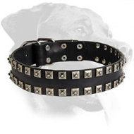 Outstanding Studded Leather Collar for Rottweiler Outstanding Studded Leather Collar for Rottweiler
