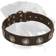 Trendy Leather Collar with silver-like conchos for Rottweiler