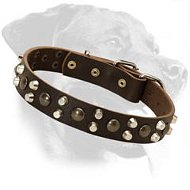 Leather Rottweiler Collar Decorated with Studs