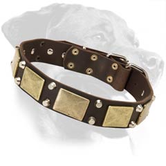 Leather Collar with Brass Massive Plates for Rottweiler