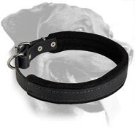 Superb Padded Training Leather Collar