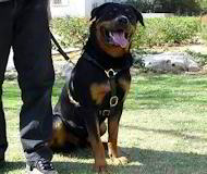 Adjustable Lightweight Leather Rottweiler Harness for Tracking