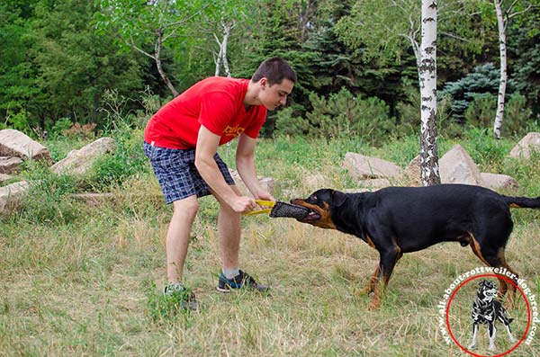 Rottweiler bite-tug comfortable with-handles agitation-training