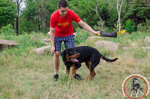 Rottweiler bite-tug reliable with-handles daily-activity
