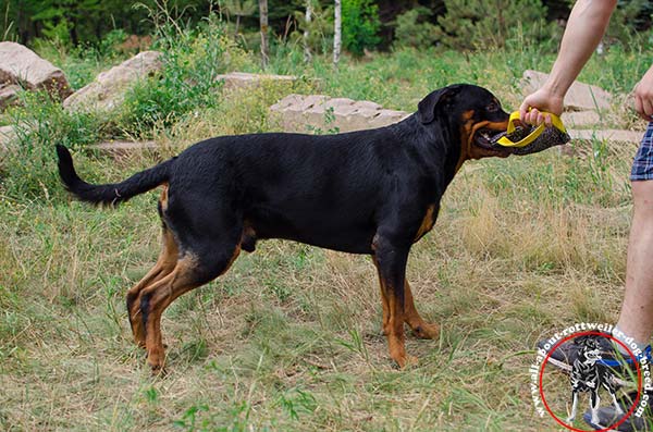 Rottweiler bite-tug strong with-handles for-any-activity