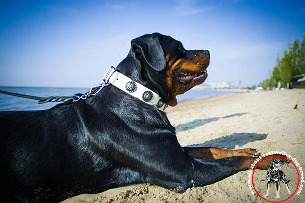 Rottweiler leather leash of classy design with nickel plated hardware for quality control