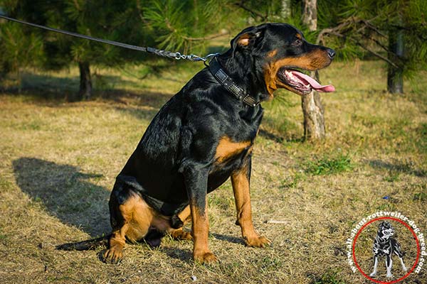 Rottweiler leather leash with duly riveted nickel plated hardware for safe walking